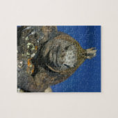 海洋イグアナ諸島 ジグソーパズル (横)