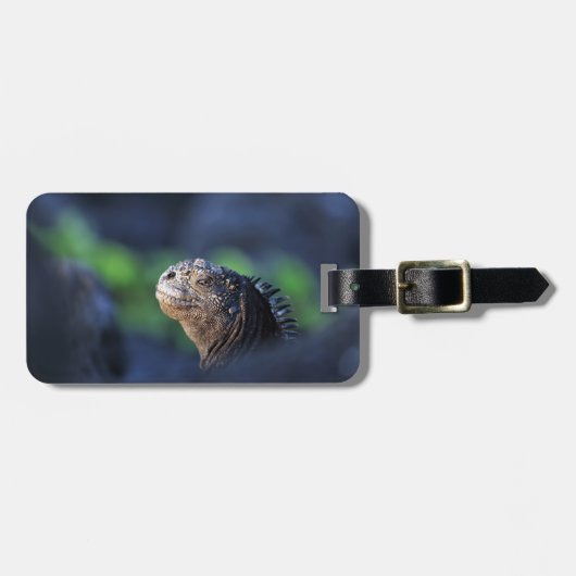 海洋イグアナ諸島 ラゲッジタグ (正面横)