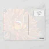 海洋水族館の道化魚 ポストカード (裏面)