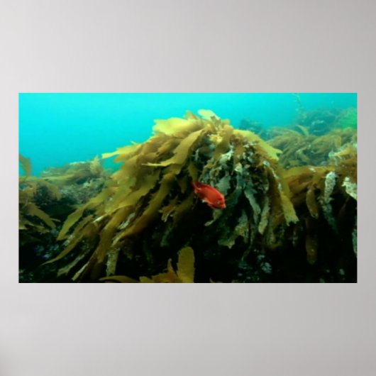 海洋生物のポスター ポスター (正面)