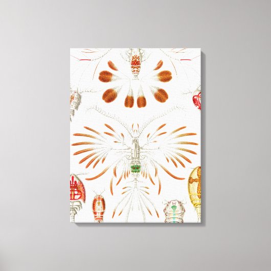 海洋生物の甲殻類、Copepoda by Ernst Haeckel キャンバスプリント (正面)