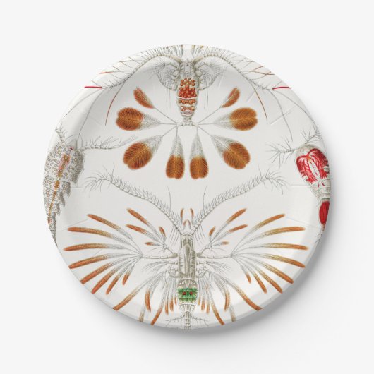 海洋生物の甲殻類、Copepoda by Ernst Haeckel ペーパープレート (正面)