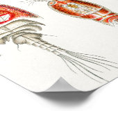 海洋生物の甲殻類、Copepoda by Ernst Haeckel ポスター (角)