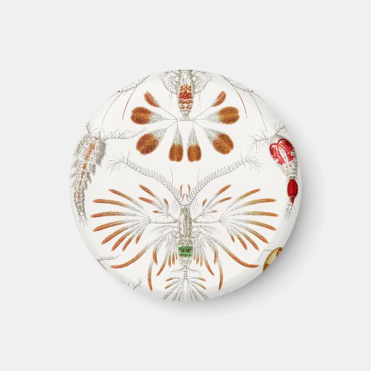 海洋生物の甲殻類、Copepoda by Ernst Haeckel マグネット (正面)