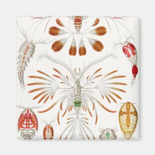 海洋生物の甲殻類、Copepoda by Ernst Haeckel マグネット (正面)