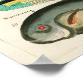 海洋生物カラフルを発見。ヴィンテージポスター。 ポスター (角)