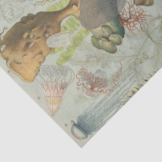 海洋生物学のクレフターの下で 薄葉紙 (詳細)