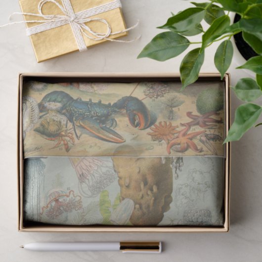 海洋生物学のクレフターの下で 薄葉紙 (ギフト)