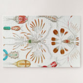 海洋生物甲殻類、コペポダ著、Ernst Haeckel ジグソーパズル (横)