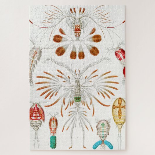 海洋生物甲殻類、コペポダ著、Ernst Haeckel ジグソーパズル (縦)