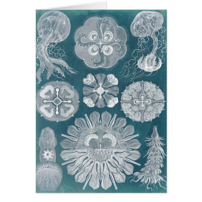 海洋生物設計図IV (正面)