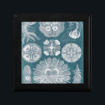 海洋生物設計図IV ギフトボックス<br><div class="desc">海洋生物</div>
