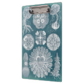 海洋生物設計図IV クリップボード (左)