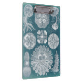 海洋生物設計図IV クリップボード (右)