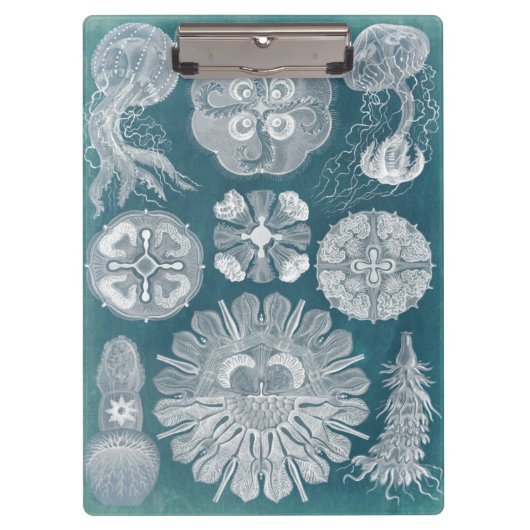 海洋生物設計図IV クリップボード (正面)
