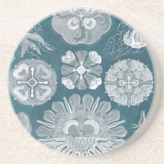 海洋生物設計図IV コースター (正面)