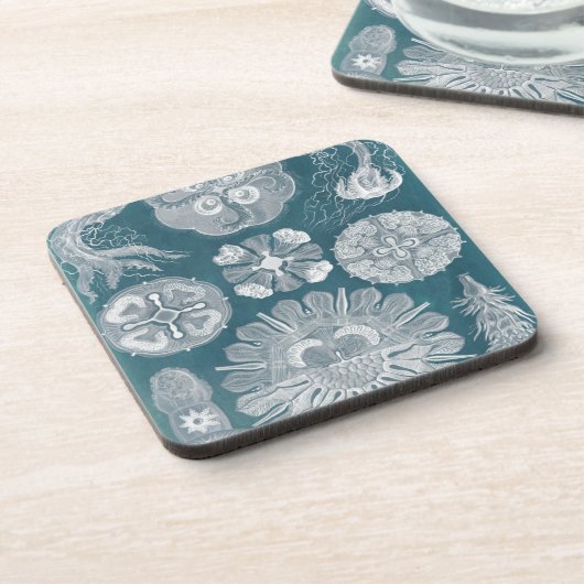 海洋生物設計図IV コースター (左側)