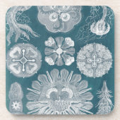 海洋生物設計図IV コースター (正面)