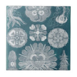 海洋生物設計図IV タイル<br><div class="desc">海洋生物</div>