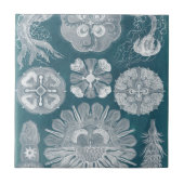 海洋生物設計図IV タイル (正面)