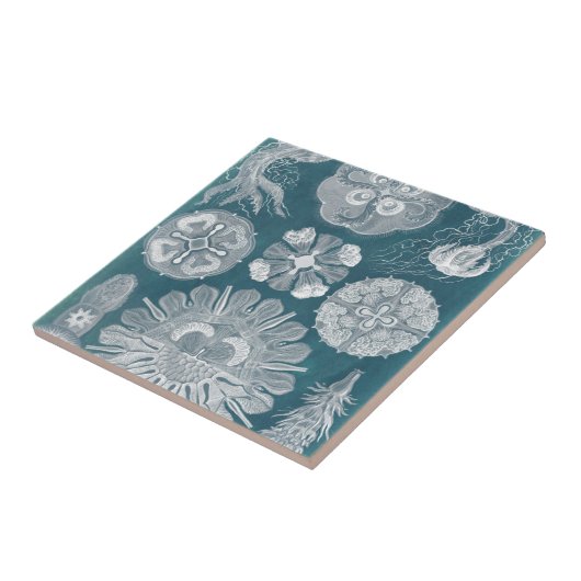 海洋生物設計図IV タイル (側面)