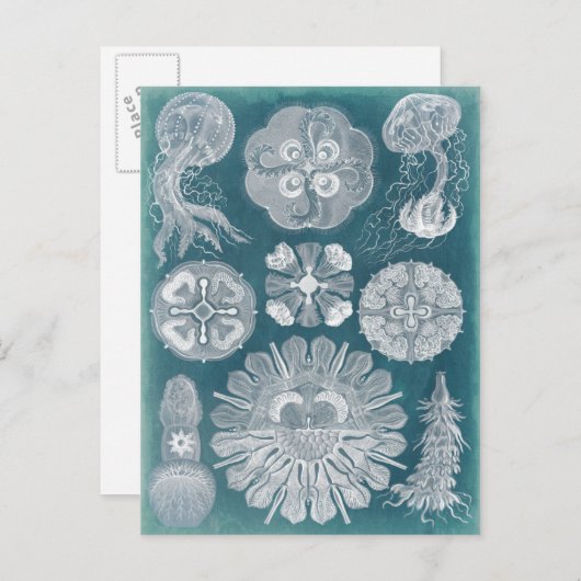 海洋生物設計図IV ポストカード (正面/裏面)