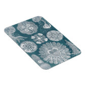 海洋生物設計図IV マグネット (右側)