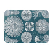 海洋生物設計図IV マグネット (横)