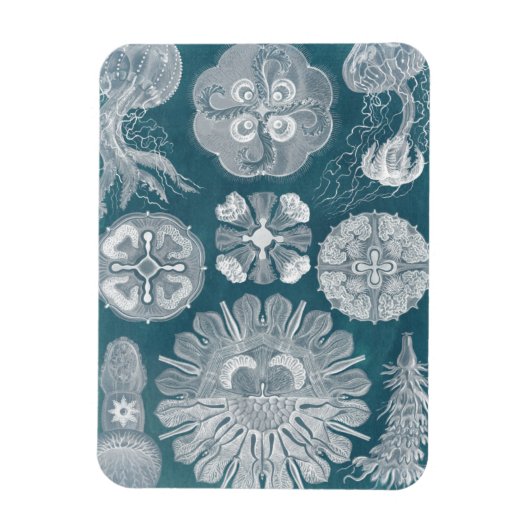 海洋生物設計図IV マグネット (縦)