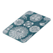 海洋生物設計図IV マグネット (左側)