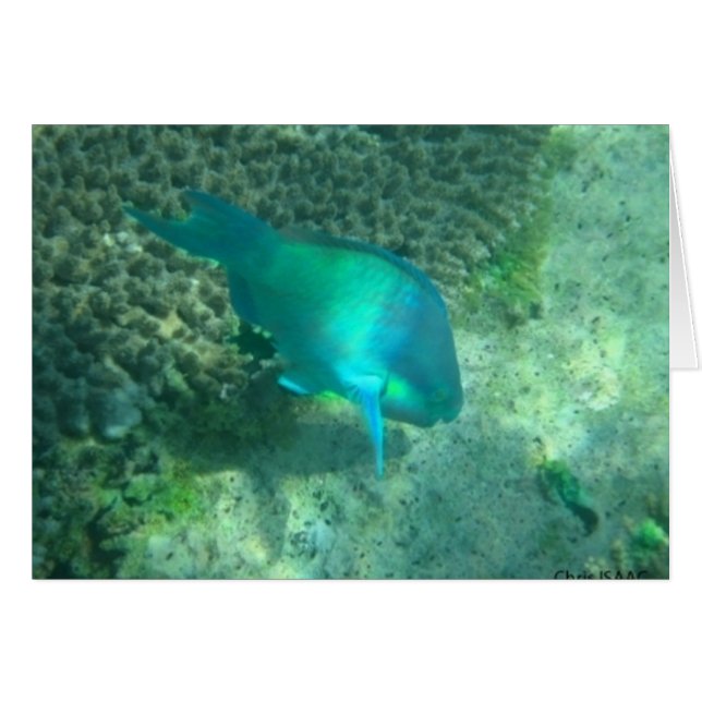 海洋生物 (正面横)