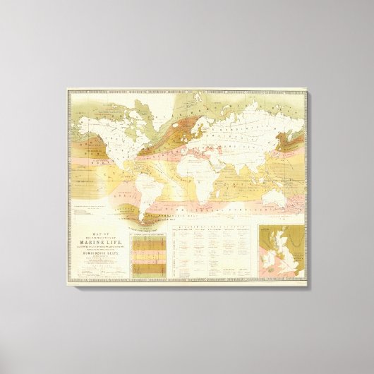 海洋生物 キャンバスプリント (正面)