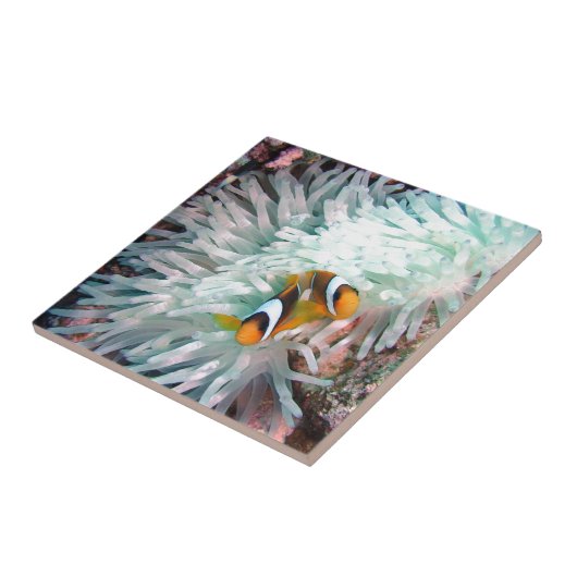 海洋生物 タイル (側面)