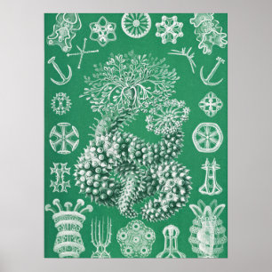 海洋生物 ツルイデア グルケンステルネ（Ernst Haeckel 作） ポスター