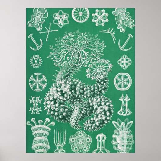 海洋生物 ツルイデア グルケンステルネ（Ernst Haeckel 作） ポスター (正面)