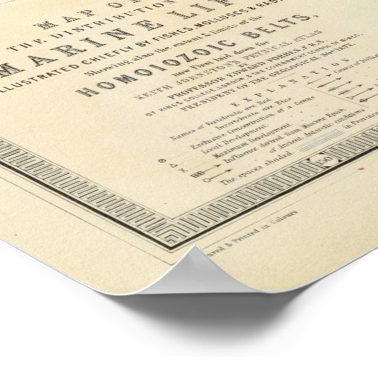 海洋生物 ポスター (角)