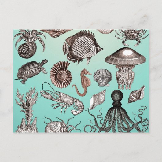 海洋生物 ポストカード (正面)