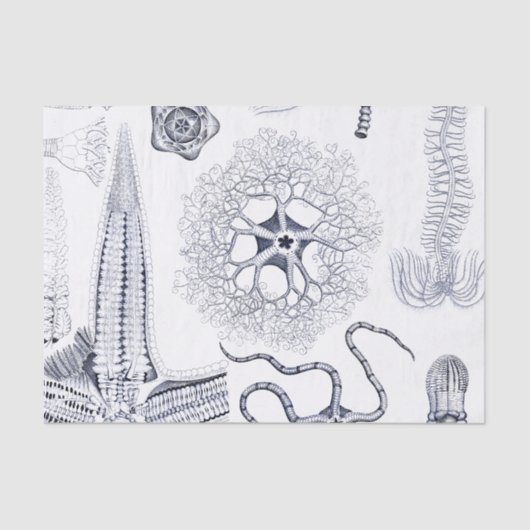 海洋生物/海洋の生物学の奇妙な海の創造物 薄葉紙 (正面)