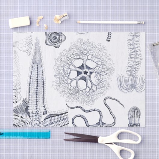 海洋生物/海洋の生物学の奇妙な海の創造物 薄葉紙 (クラフト)