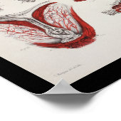 海牛マナティー海洋生物学解剖学プリント ポスター (角)