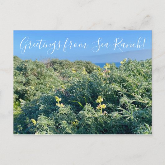 海牧場からの挨拶！ ポストカード (正面)