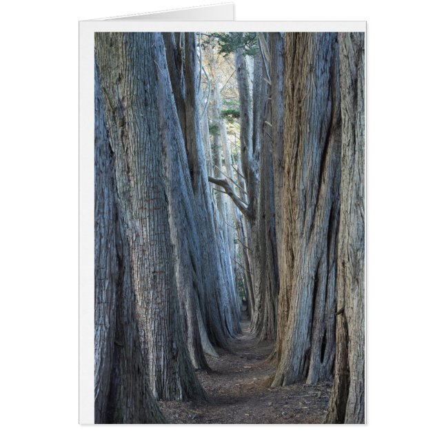 海牧場、カリフォルニア (正面)