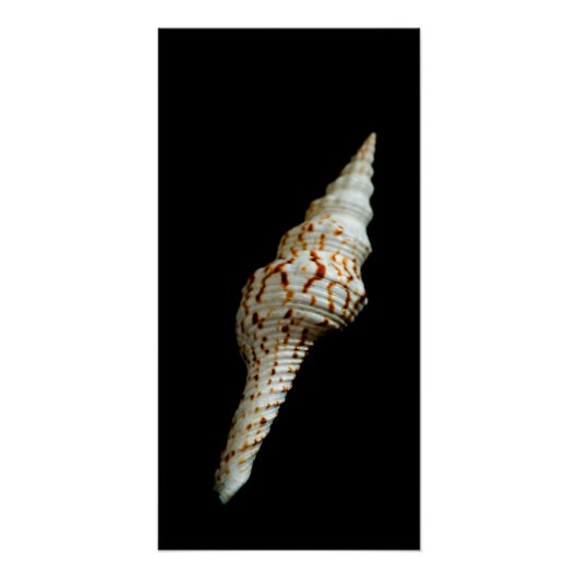 海紡錘 ポスター (正面)