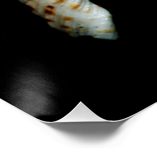 海紡錘 ポスター (コーナー)