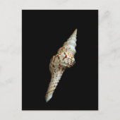 海紡錘 ポストカード (正面)