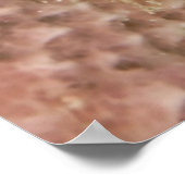 海綿に入ったサンゴの海老 ポスター (角)