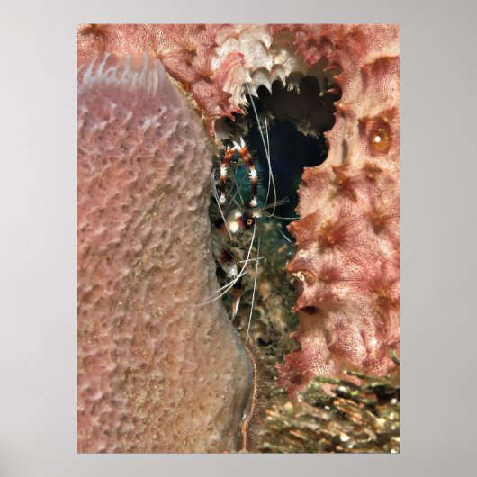 海綿に入ったサンゴの海老 ポスター (正面)