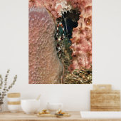 海綿に入ったサンゴの海老 ポスター (キッチン)