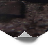 海老ペア ポスター (角)