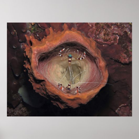 海老ペア ポスター (正面)